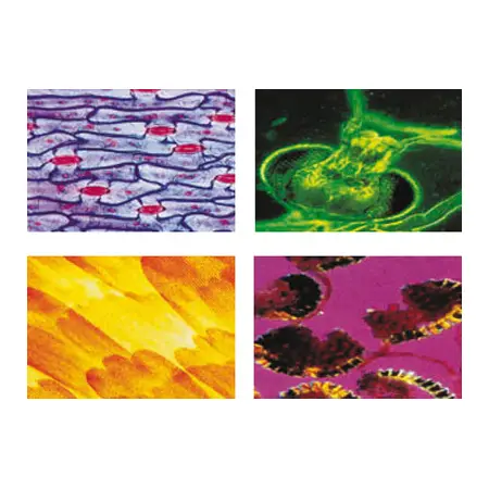 Konus Vetrini Preparati: Biologia Generale - Microscopi