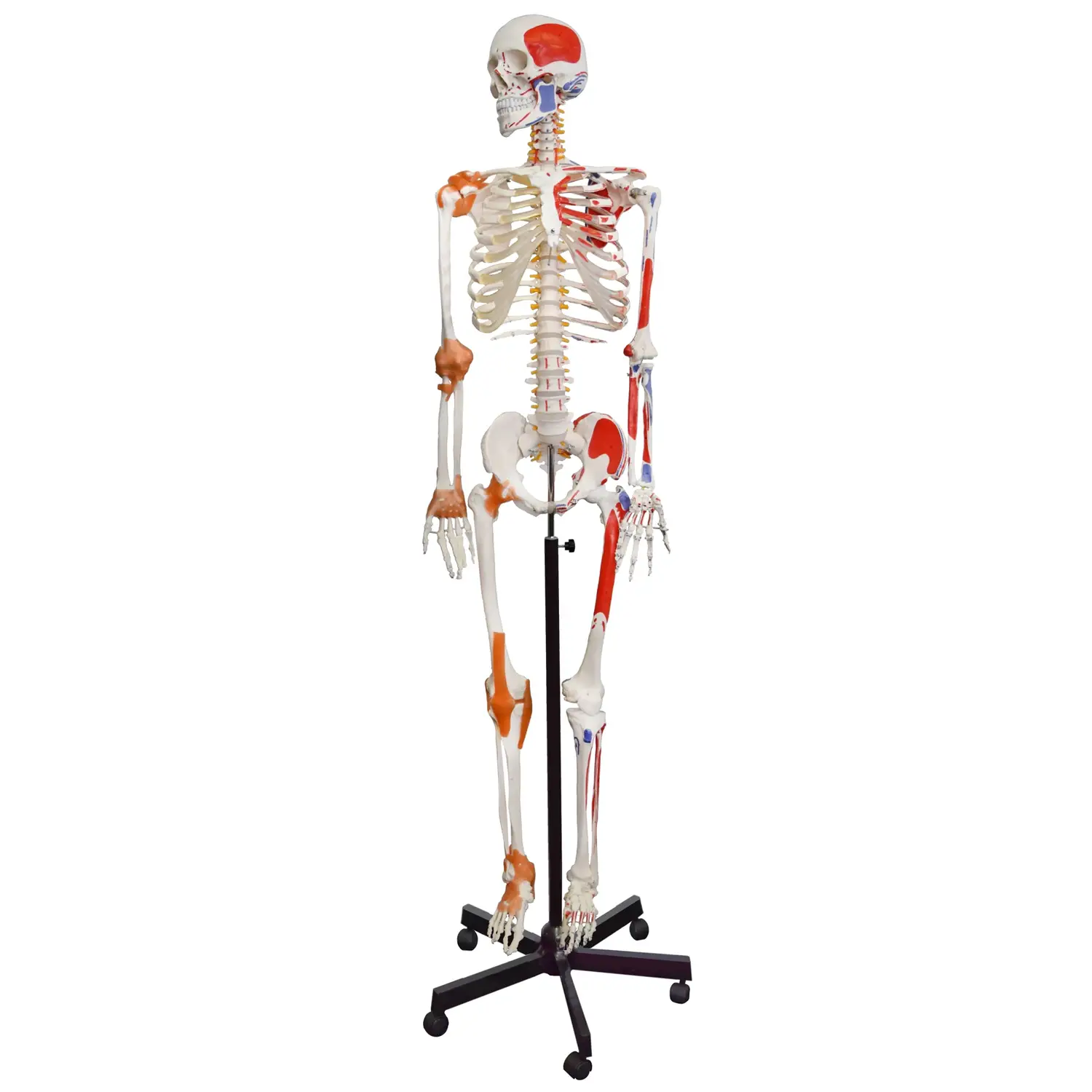Modello Scheletro Umano con Inserzioni e Origini – Modello Anatomico Completo - II corpo umano