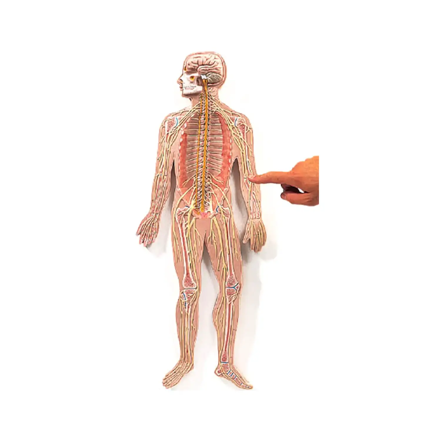 Modello Sistema Nervoso Deluxe – Modello Didattico Anatomico a Rilievo - II corpo umano