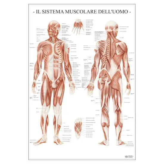 Poster Scientifico Sistema Muscolare – Tavola Didattica ad Alta Definizione - II corpo umano