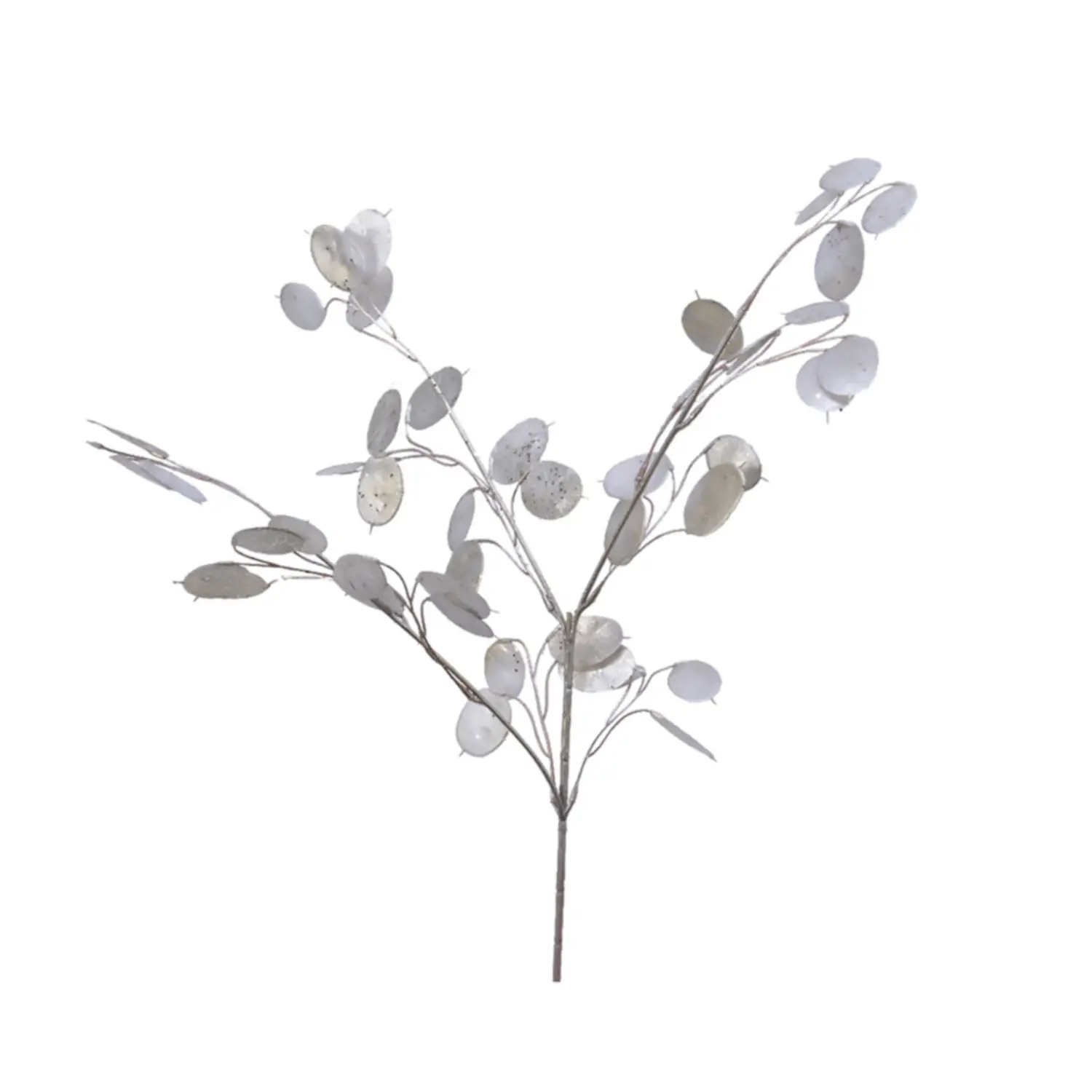 Ramo Silver Dollar Effetto Spray Champagne 75 cm – Decorazioni Natalizie Raffinate - fiori e ghirlande